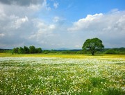 туры закарпатье в мае,  туры закарпатье на выходные,  долина нарциссов